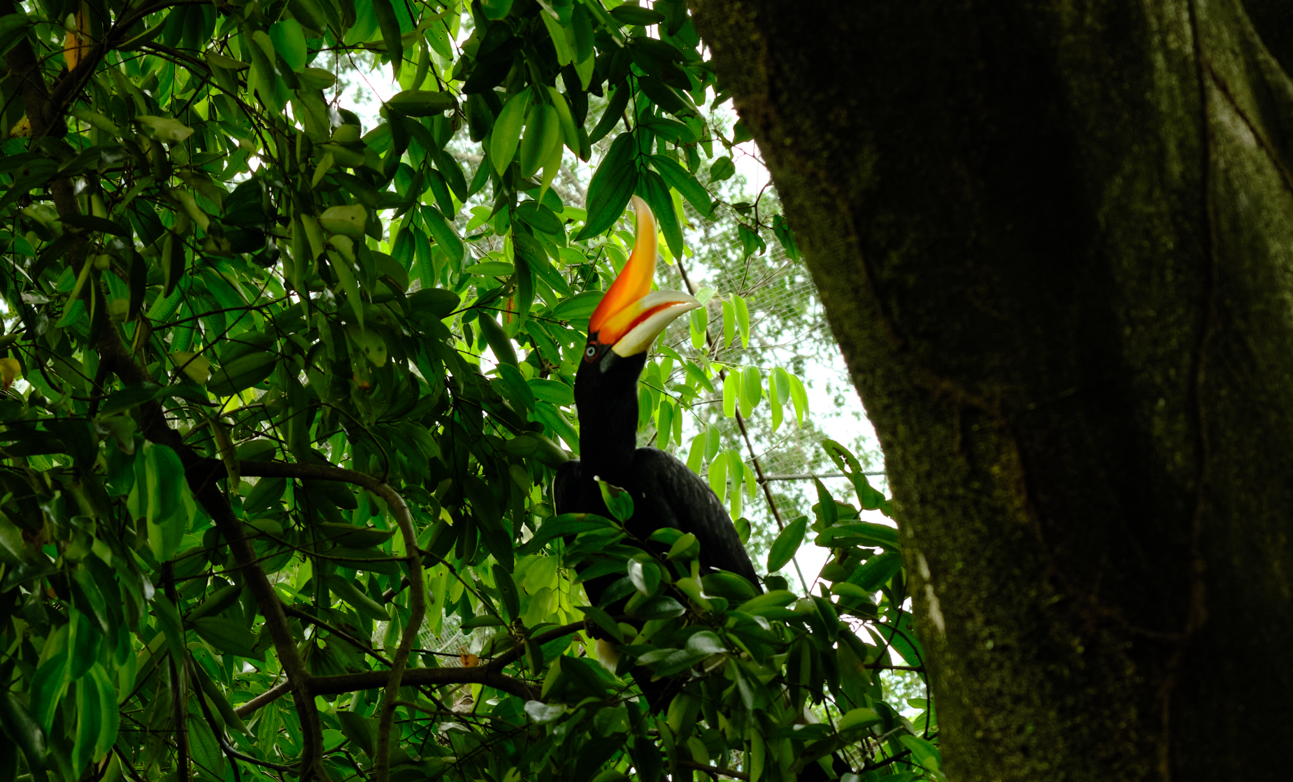 Malaysia Great Hornbill KL Bird Park