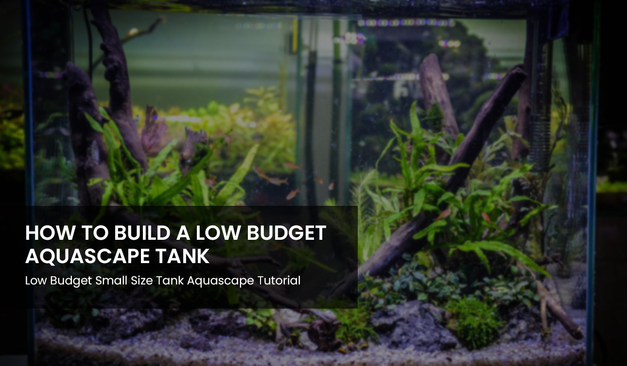 How To Build A Low Budget Aquascape Fish Tank